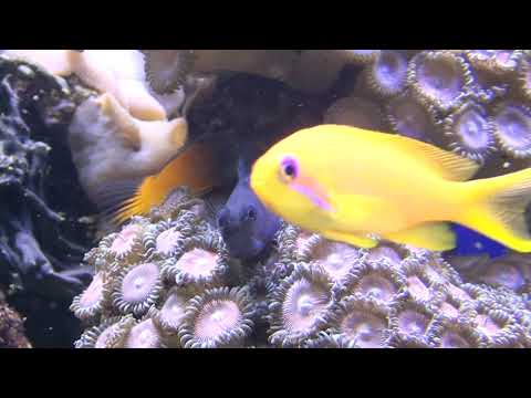 Reef aquarium004 მარჯნის პოლიპთა აკვარიუმი.ორფერა ზღვის ძაღლთევზი.двухцветная собачка.Bicolor Blenny